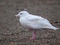 31F2691c  Glaucous Gull (Larus hyperboreus) - 2nd fall