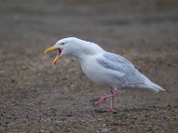 31F2695c  Glaucous Gull (Larus hyperboreus) - adult