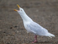 31F2700c  Glaucous Gull (Larus hyperboreus) - adult