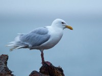 31F3010c  Glaucous Gull (Larus hyperboreus) - adult