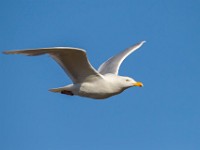 A2Z1845c  Glaucous Gull (Larus hyperboreus) - adult