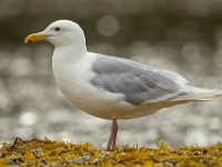 A2Z5420c  Glaucous Gull (Larus hyperboreus) - adult