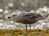 A2Z5450c  Glaucous Gull (Larus hyperboreus) - juvenile