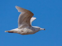 MG 0703c  Glaucous Gull (Larus hyperboreus) - 2nd winter