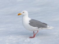 MG 0974c  Glaucous Gull (Larus hyperboreus) - adult