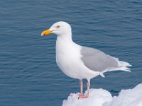 MG 0978c  Glaucous Gull (Larus hyperboreus) - adult