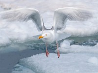 MG 0980c  Glaucous Gull (Larus hyperboreus) - adult