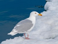 MG 0981c  Glaucous Gull (Larus hyperboreus) - adult