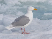 MG 0985c  Glaucous Gull (Larus hyperboreus) - adult