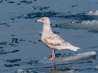 MG 0996c  Glaucous Gull (Larus hyperboreus) - 2nd summer