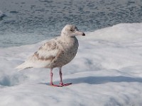 MG 1001c  Glaucous Gull (Larus hyperboreus) - 2nd summer