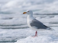 MG 1021c  Glaucous Gull (Larus hyperboreus) - adult