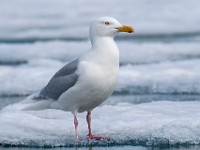 MG 1037c  Glaucous Gull (Larus hyperboreus) - adult