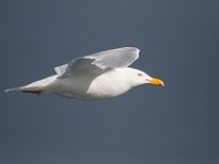 MG 1132c  Glaucous Gull (Larus hyperboreus) - adult