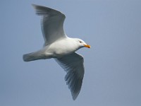 MG 1133c  Glaucous Gull (Larus hyperboreus) - adult