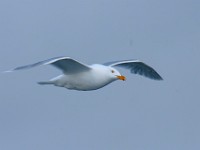 MG 1138c  Glaucous Gull (Larus hyperboreus) - adult