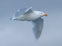 MG 1139c  Glaucous Gull (Larus hyperboreus) - adult