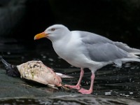 MG 1877c  Glaucous Gull (Larus hyperboreus) - adult with Thick-billed Murre (Uria lomvia)