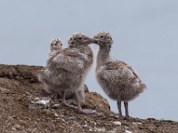 MG 2222c  Glaucous Gull (Larus hyperboreus) - chicks