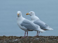 MG 2405c  Glaucous Gull (Larus hyperboreus) - adult pair