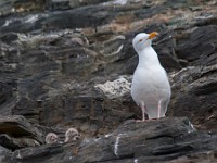 MG 8527c  Glaucous Gull (Larus hyperboreus) - adult with chicks