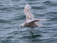 MG 9204c  Glaucous Gull (Larus hyperboreus) - 2nd summer