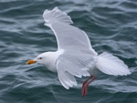 MG 9260c  Glaucous Gull (Larus hyperboreus) - adult