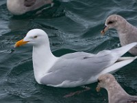 MG 9263c  Glaucous Gull (Larus hyperboreus) - adult with Northern Fulmars (Fulmarus glacialis)