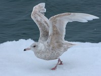 MG 9359c  Glaucous Gull (Larus hyperboreus) - 1st summer