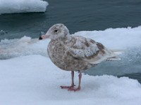 MG 9364c  Glaucous Gull (Larus hyperboreus) - 1st summer