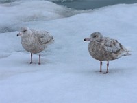 MG 9376c  Glaucous Gulls (Larus hyperboreus) - 1st summer