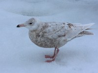 MG 9379c  Glaucous Gull (Larus hyperboreus) - 1st summer