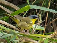 Q0I2568c  Gray-crowned Yellowthroat (Geothlypis poliocephala)