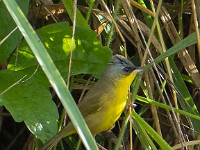 Q0I2575c  Gray-crowned Yellowthroat (Geothlypis poliocephala)