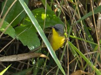 Q0I2576c  Gray-crowned Yellowthroat (Geothlypis poliocephala)