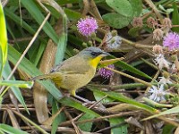 Q0I2578c  Gray-crowned Yellowthroat (Geothlypis poliocephala)