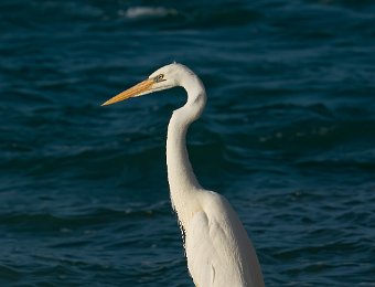 Great White Heron