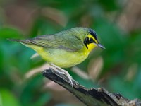 A2Z6721c  Kentucky Warbler (Geothlypis formosa)