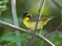 A2Z6726c  Kentucky Warbler (Geothlypis formosa)