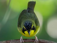 A2Z6728c  Kentucky Warbler (Geothlypis formosa)