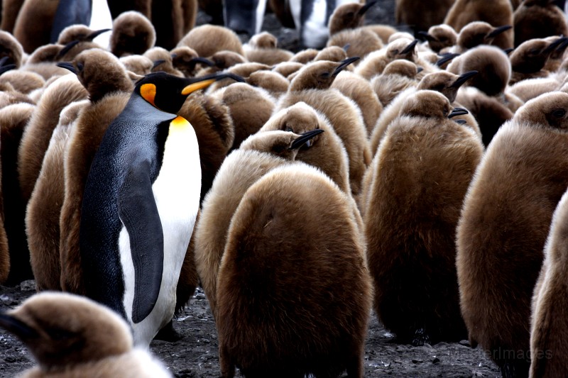 IMG_2986c.jpg - King Penguin (Aptenodytes patagonicus)