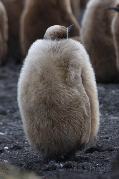 IMG_2997c.jpg - King Penguin (Aptenodytes patagonicus)