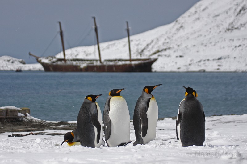 IMG_3481c.jpg - King Penguin (Aptenodytes patagonicus)