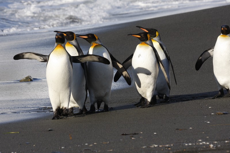 IMG_3662c.JPG - King Penguin (Aptenodytes patagonicus)