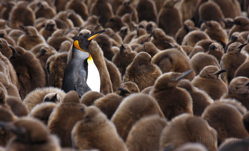 IMG_3738c.jpg - King Penguin (Aptenodytes patagonicus)