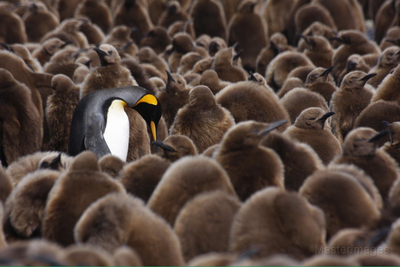 IMG_3740c.jpg - King Penguin (Aptenodytes patagonicus)