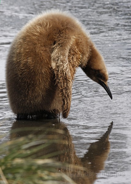 IMG_3776c.jpg - King Penguin (Aptenodytes patagonicus)