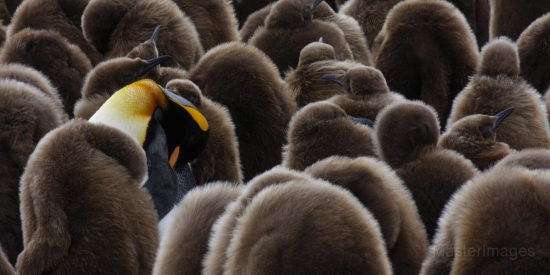 IMG_3938c.jpg - King Penguin (Aptenodytes patagonicus)