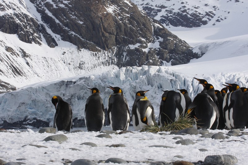 IMG_4165c.jpg - King Penguin (Aptenodytes patagonicus)