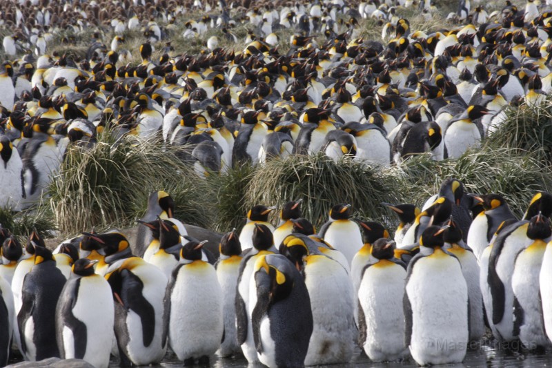 IMG_4167c.jpg - King Penguin (Aptenodytes patagonicus)